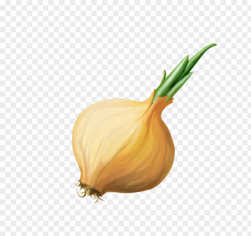 Garlic Shallot Yellow Onion Vegetable PNG