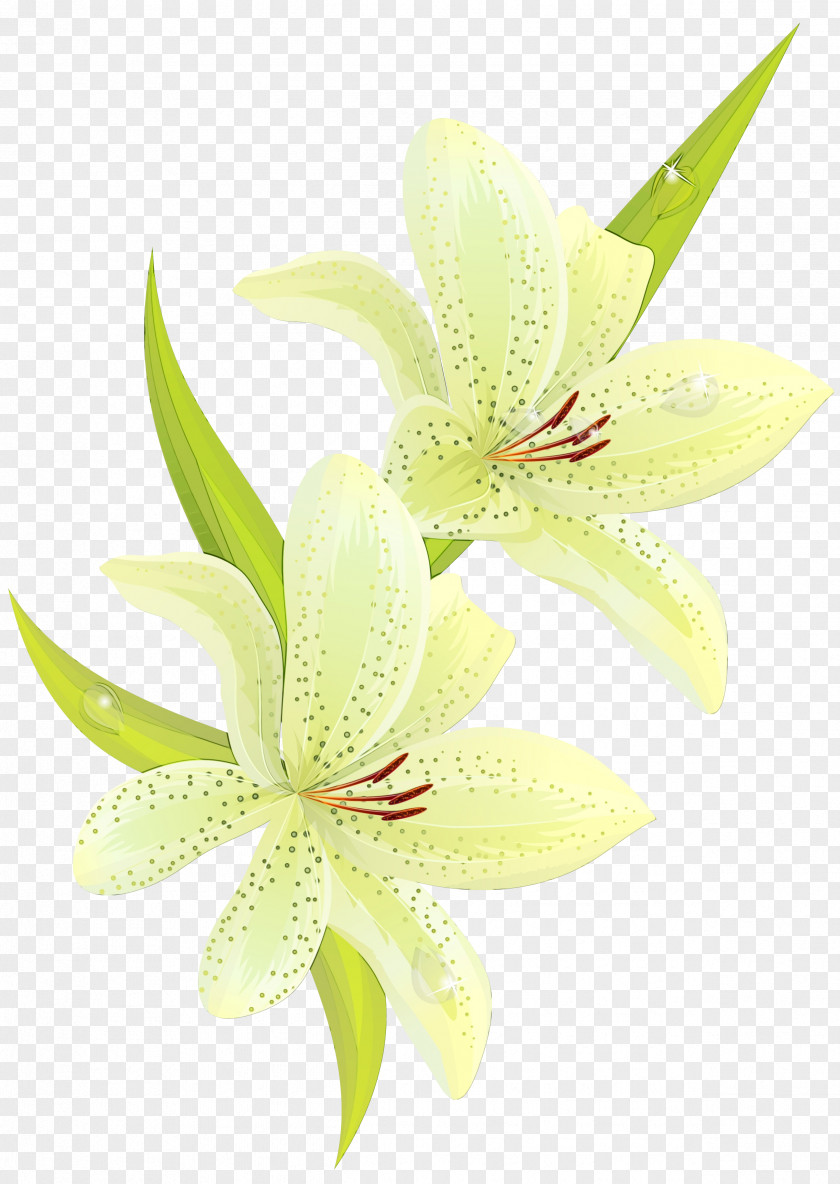 Lily Family Cut Flowers White Flower Petal Plant PNG