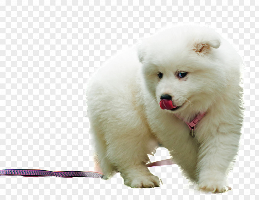 Lovely Dog Samoyed Japanese Spitz Siberian Husky Puppy The PNG