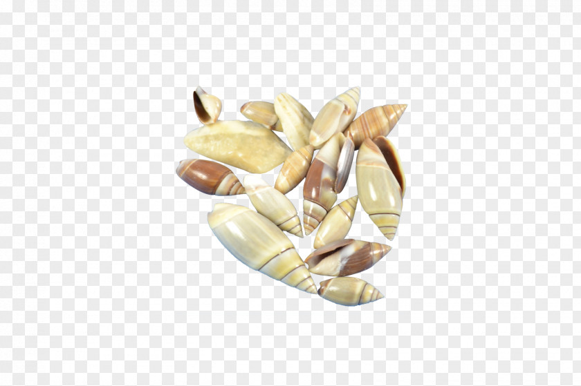 Seashell Food Olive Craft Gallon Personal Computer PNG