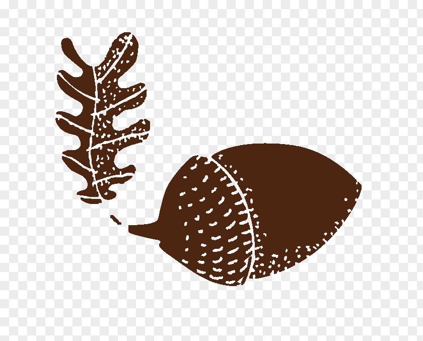 Acorn Drawing Bellota-bellota Mismomundi Book PNG