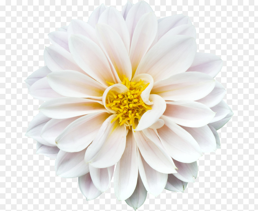 Blank Slate Common Daisy Marguerite Family Stock.xchng Stock Photography PNG