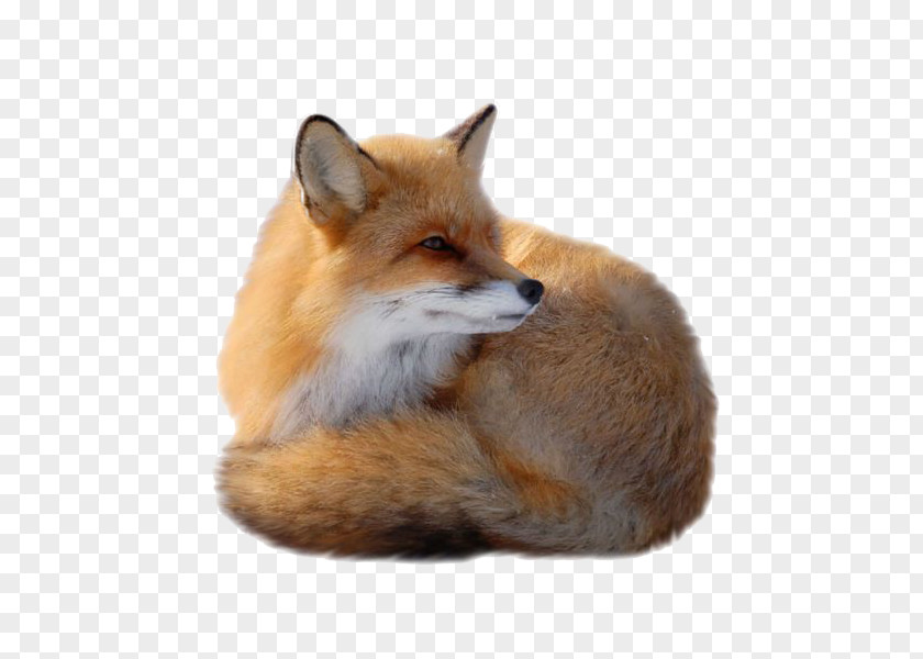 Cute Fox Canidae Clip Art PNG