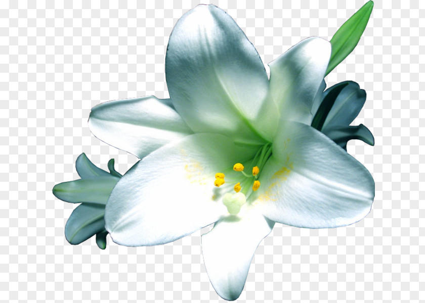 Flower Lilium PNG