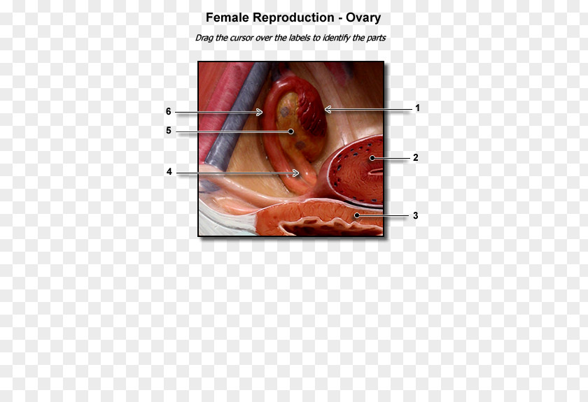 Human Anatomy Ovarian Follicle Ovary Female Reproductive System Corpus Luteum Uterus PNG