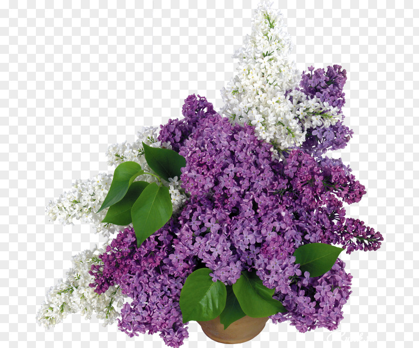 Lilac Flower Common Desktop Wallpaper 4K Resolution High-definition Television PNG