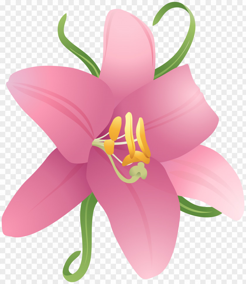 Pink Flower Clipart Image International Checker Hall Of Fame City Petal Credit Card PNG