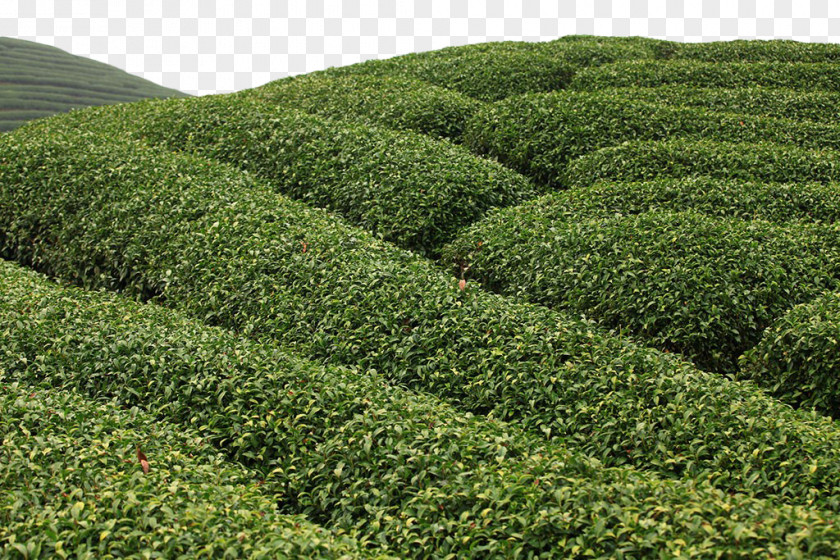 Tea Field Free Of Charge Assam Green Camellia Sinensis Garden PNG