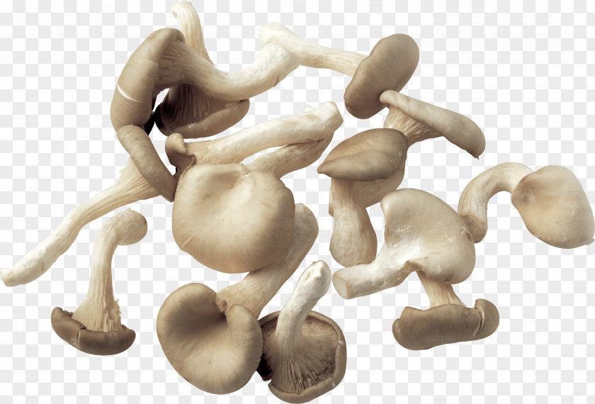 Mushroom Image Common Fungus PNG