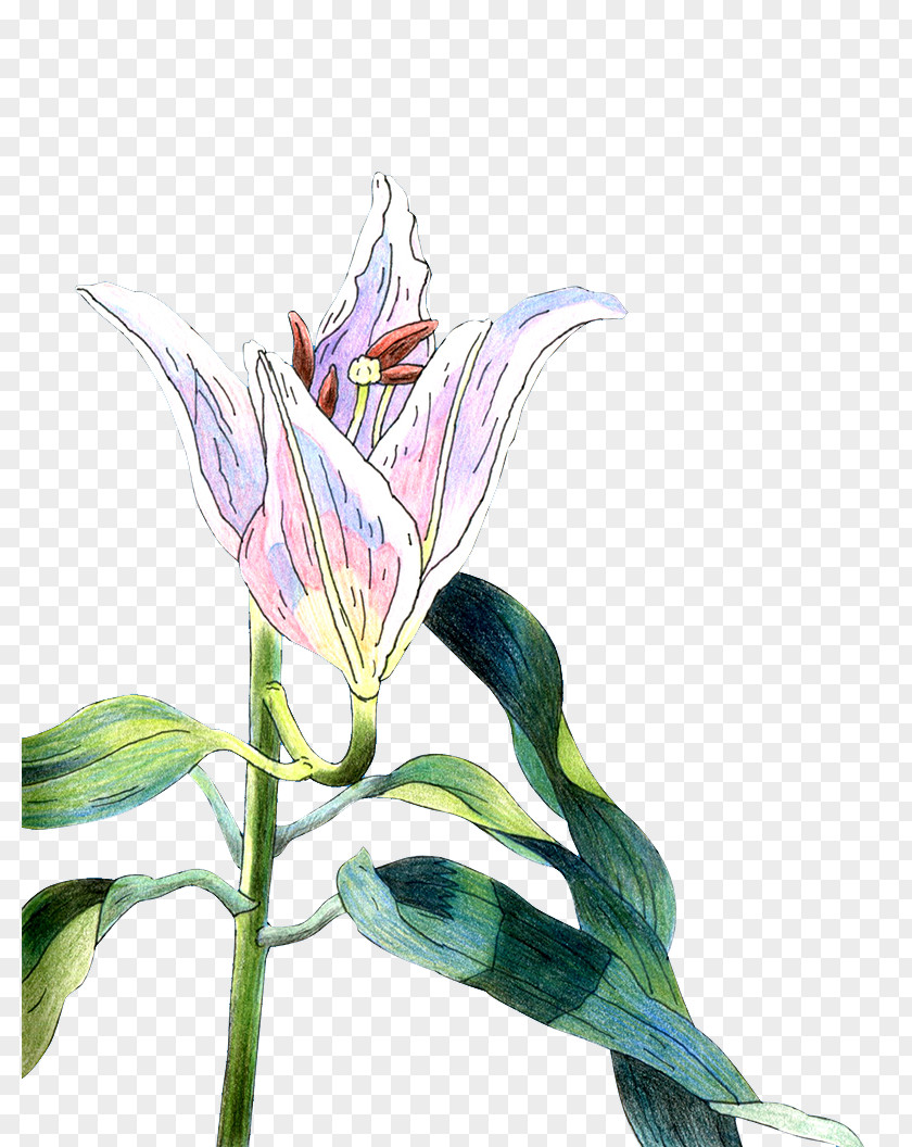 Painted Lily Lilium Download PNG