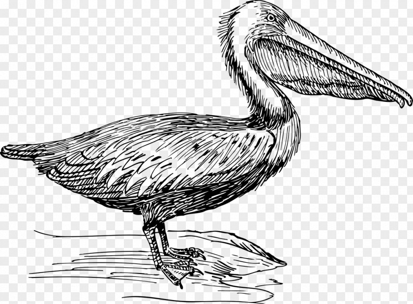 Poetic Flavour Pelican Drawing Line Art Sketch PNG