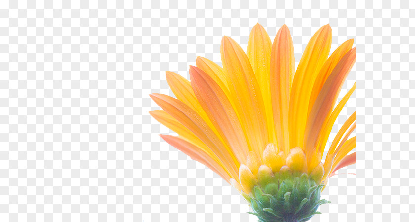 Sunflower Photos Common Euclidean Vector Download PNG