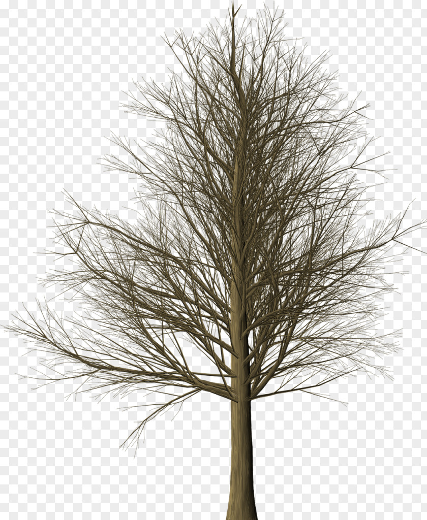 Tree Larch Branch Twig PNG