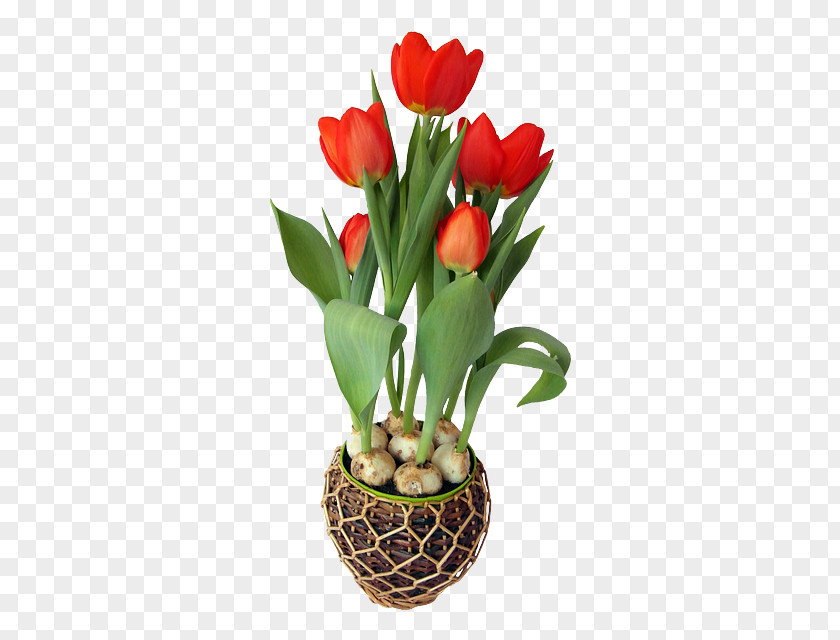 Tulip Flowerpot Clip Art PNG