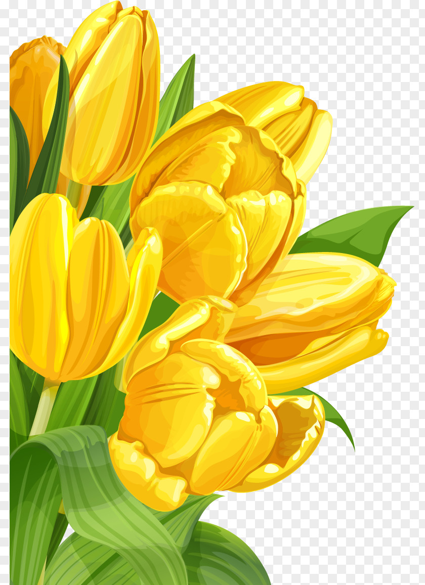 Yellow Background Tulip Flower PNG
