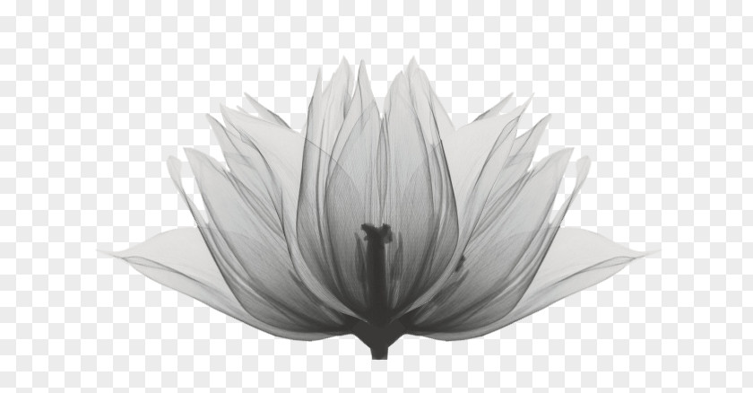 Flower Silhouette Lotus Santemedbeauty Drawing Image Art Monochrome PNG