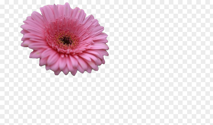 Gerbera Chrysanthemum Transvaal Daisy Cut Flowers Pink M PNG