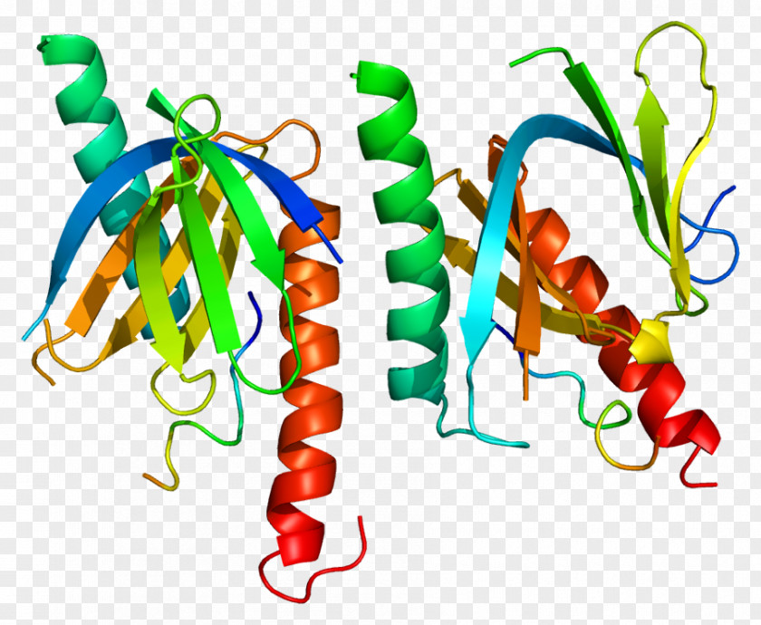 Homo Sapiens Amyloid Precursor Protein DLG1 DLG2 Beta CASK PNG