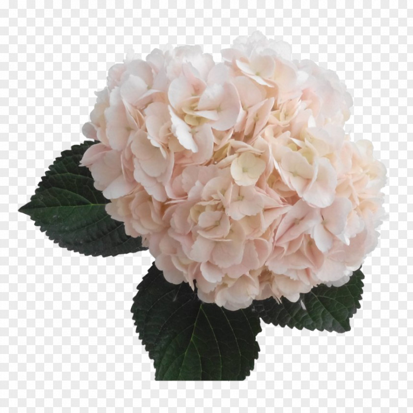Hydrangea Light French Cut Flowers Pink PNG