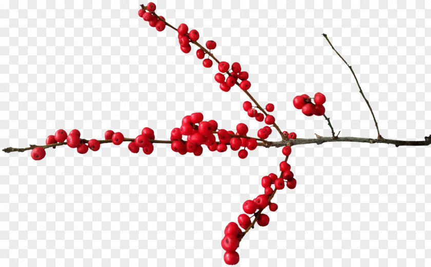 Red Berries Berry Christmas Pink Peppercorn Clip Art PNG