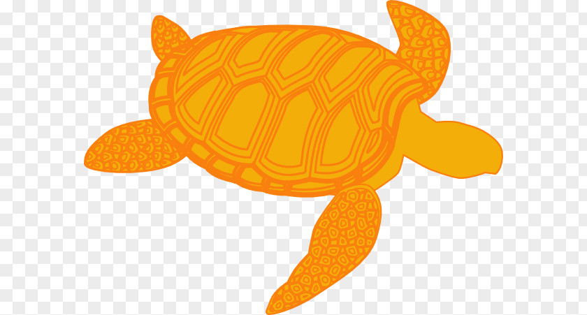 Turtle Green Sea Clip Art PNG