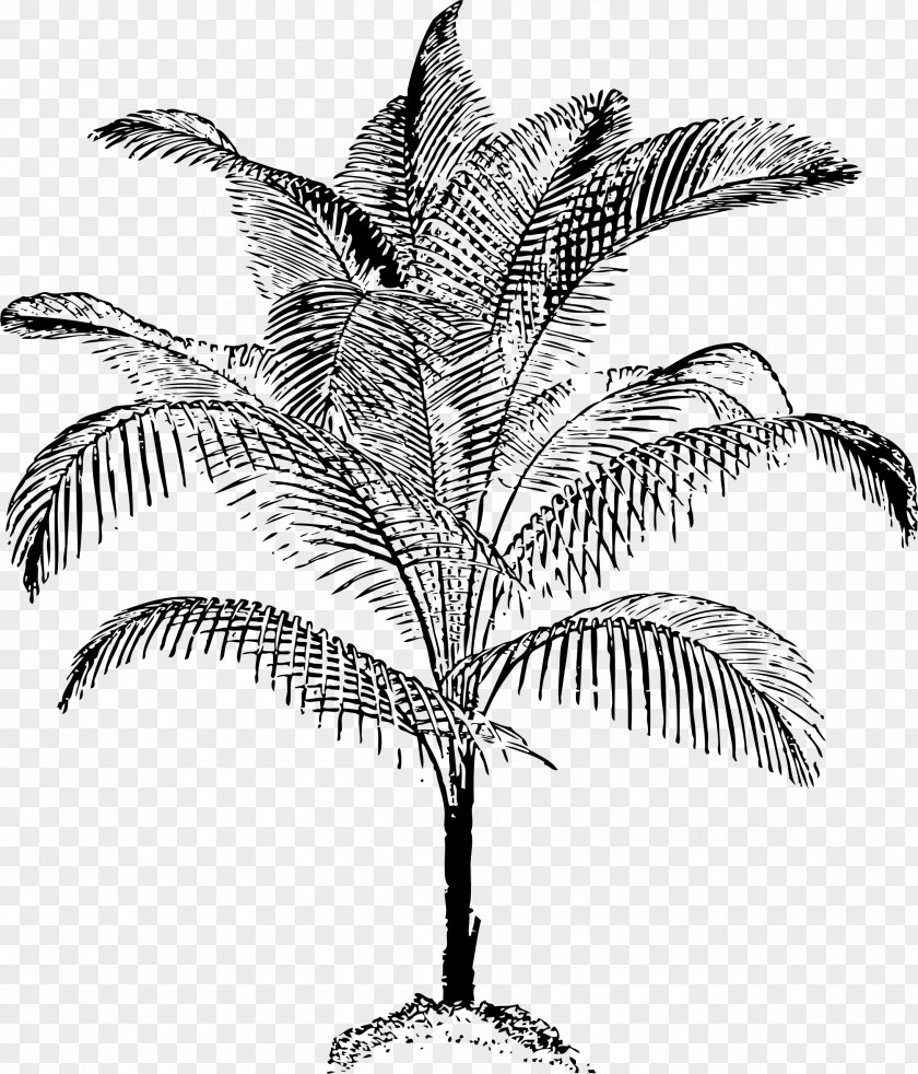 Coconut Leaves Material Arecaceae Clip Art PNG