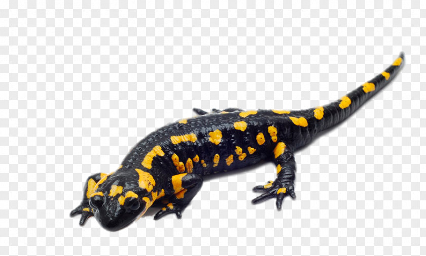 HD Giant Salamander Spotted Reptile Fire Barred Tiger PNG
