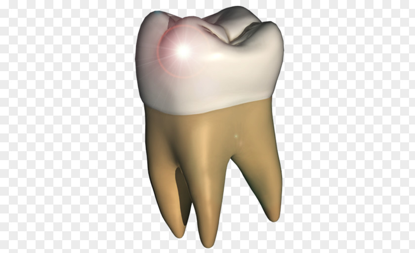 Human Tooth Anatomy Homo Sapiens Jaw PNG