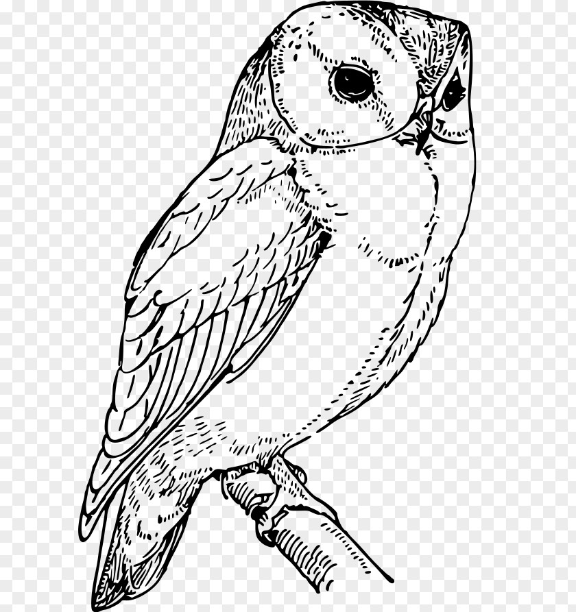 Owl Drawing Swooping Clip Art Vector Graphics PNG