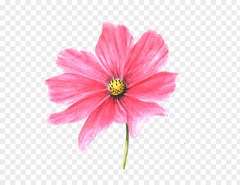 Perennial Plant Gerbera Pink Flower Cartoon PNG