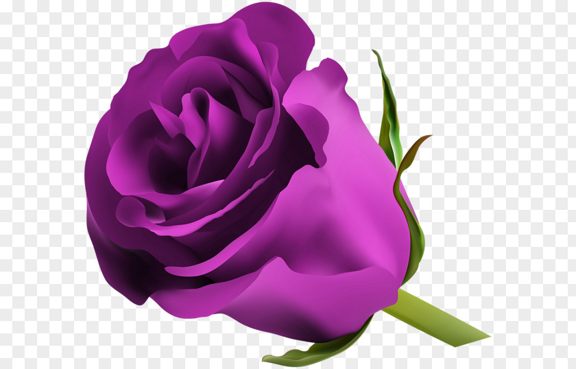 Purple Rose Blue Clip Art PNG