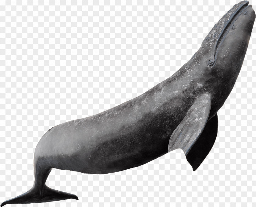 Whale Dolphin Sea Lion Marine Mammal Cetacea PNG