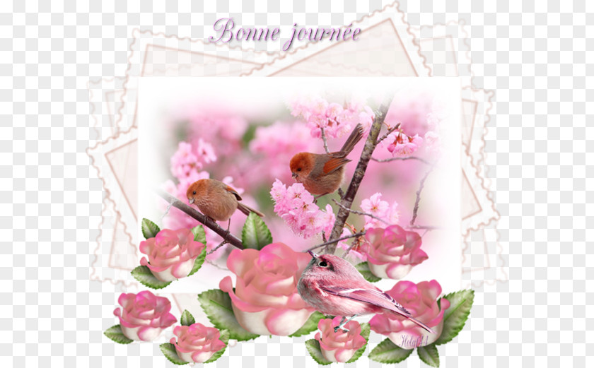 Bird Garden Roses Desktop Wallpaper Немцов мост Flower PNG