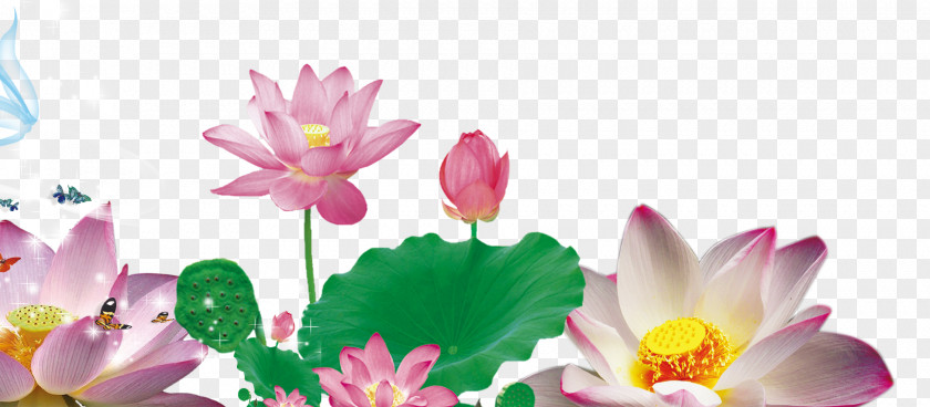 Brilliant Lotus Nelumbo Nucifera Petal Google Images Raster Graphics PNG