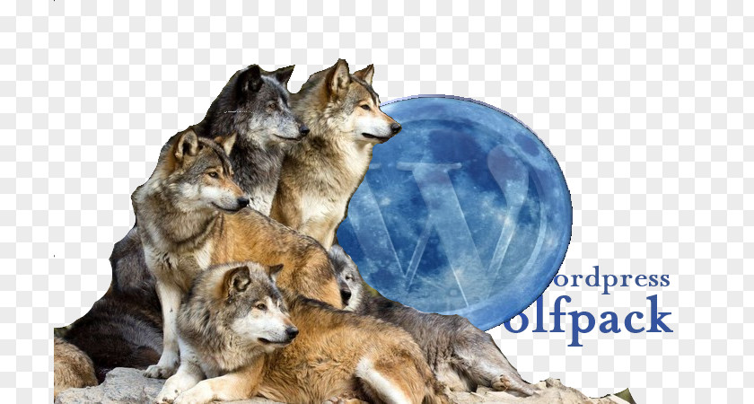 Living In Spirit World Wolf Reintroduction History Of Wolves Yellowstone Dog Species Pack PNG