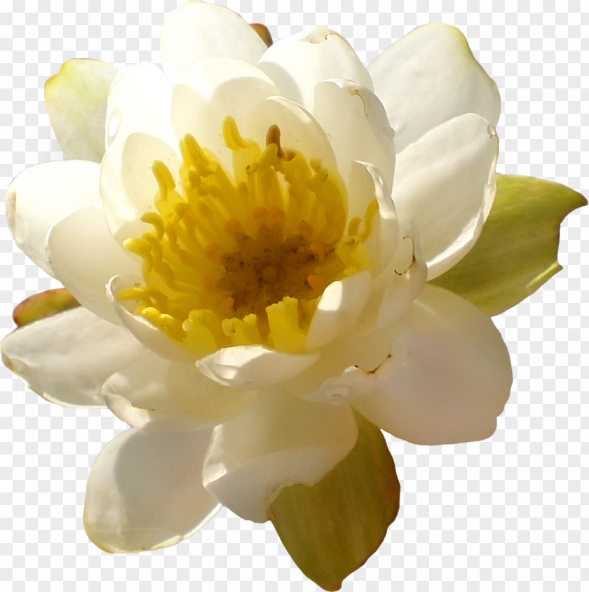 Lotus Flower Yellow Aquatic Plants Clip Art PNG