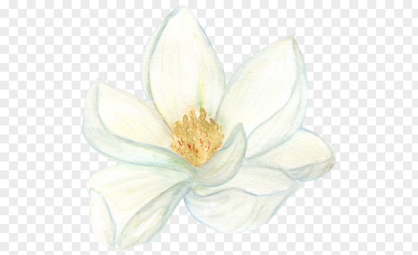 Magnolia Flowering Plant Magnoliaceae Still Life Photography PNG