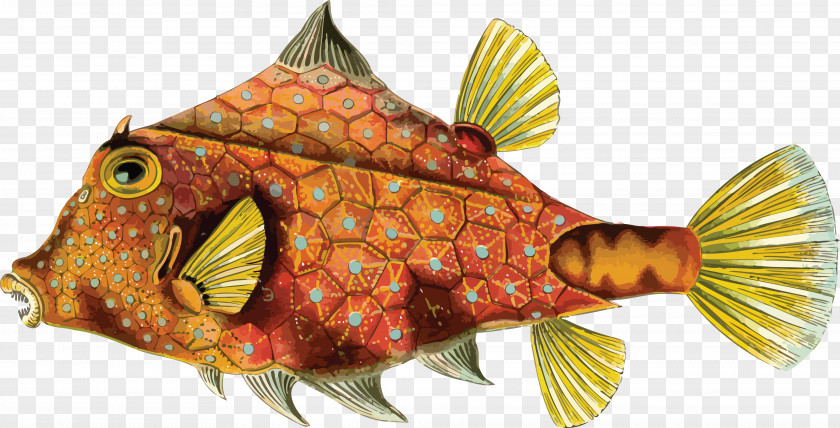 Ocean Fish Art Forms In Nature Biologist Tetrosomus Gibbosus Rainbow Trout PNG