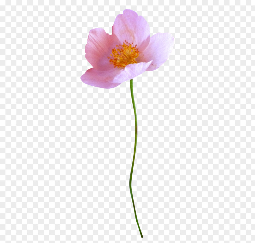 Painting Flower Advertising PNG