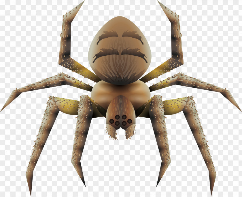 Scary Brown Spiders Spider Tarantula Euclidean Vector PNG