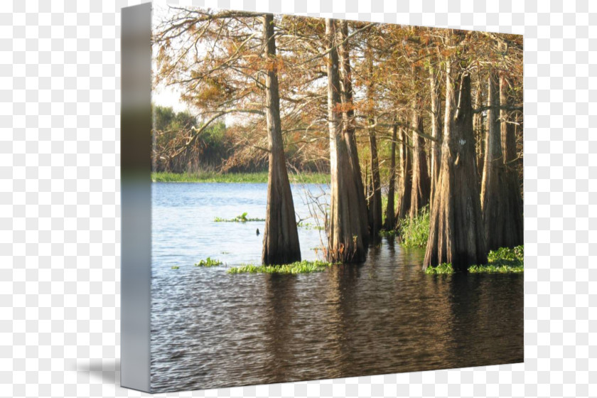 Wood Bayou Swamp St. Johns River Gallery Wrap PNG