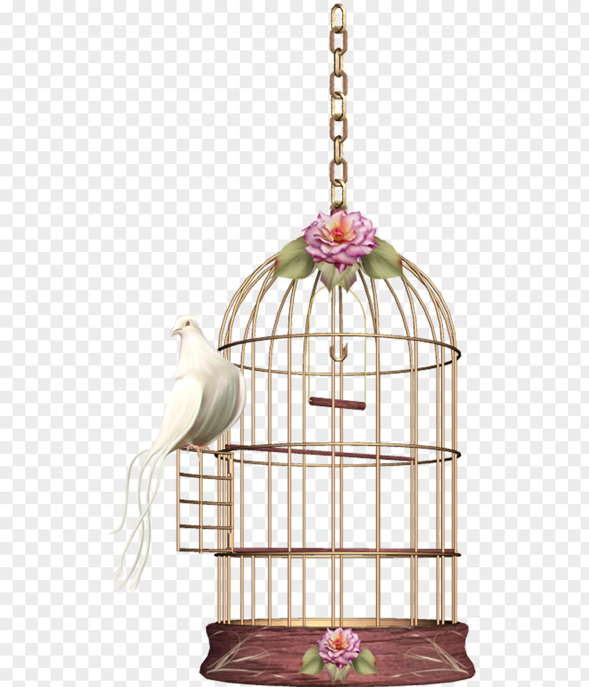 Bird Birdcage Cockatiel PNG