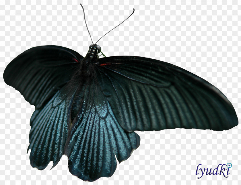 Butterfly Insect Moth Clip Art PNG