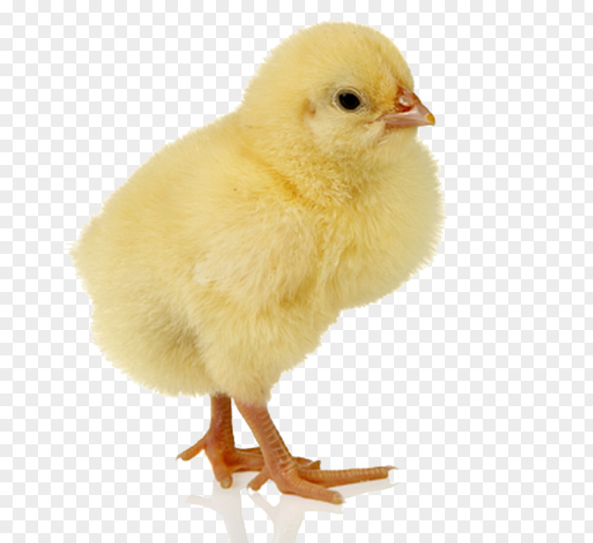 Chicken Kifaranga Desktop Wallpaper PNG