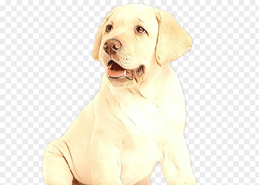 Companion Dog Sporting Group Labrador Retriever PNG