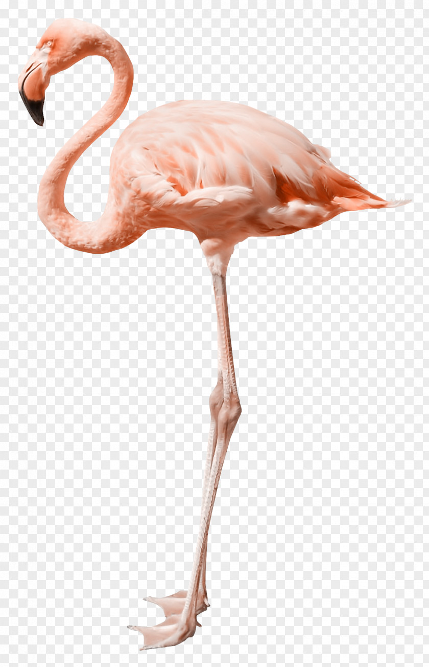 Animals Ostrich Flamingo Stock Photography PNG