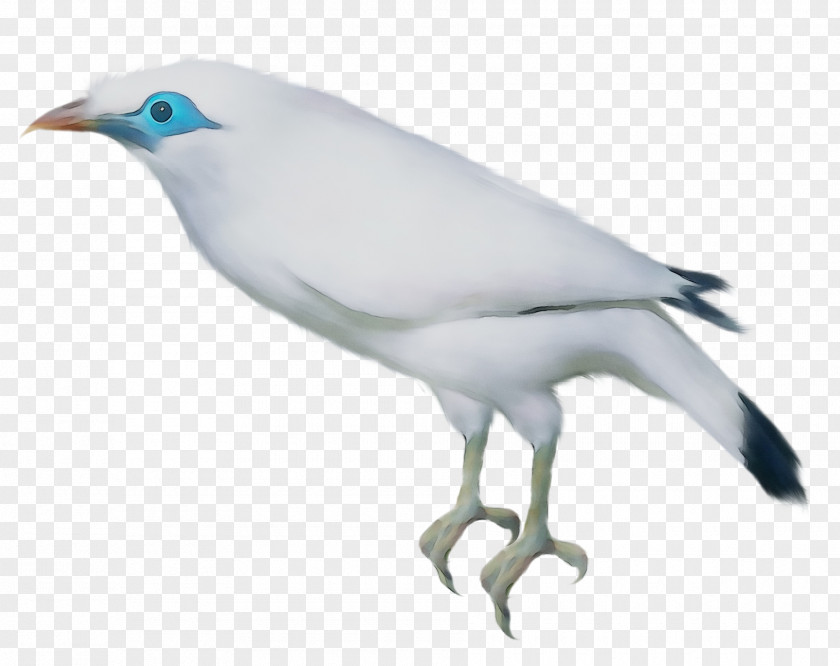 Bird Feather Fauna PNG
