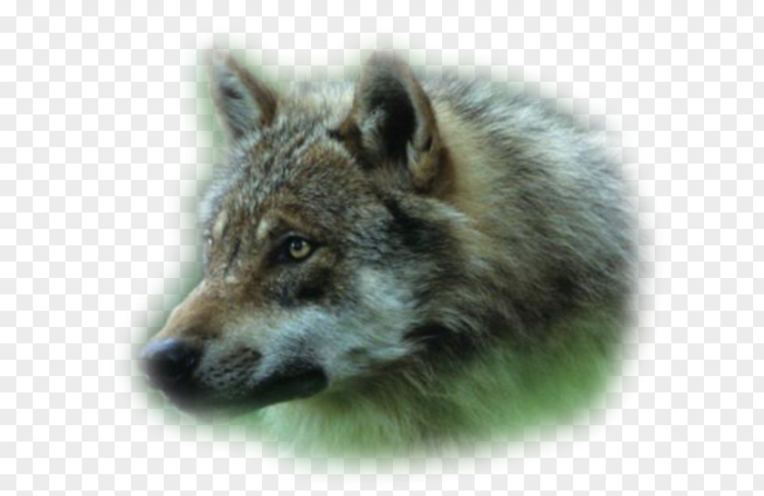 Dog Alaskan Tundra Wolf Coyote Dhole Wolfdog PNG