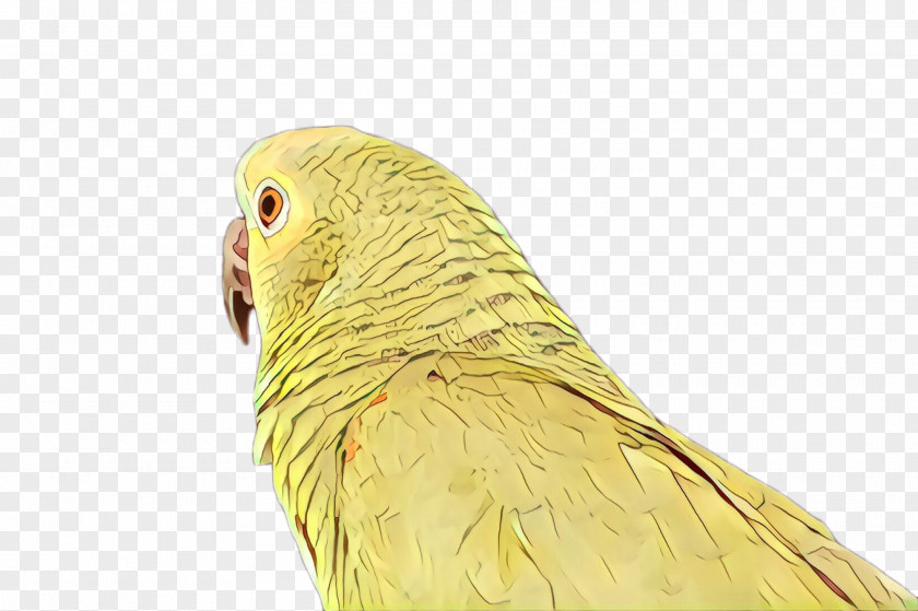 Feather Budgie PNG