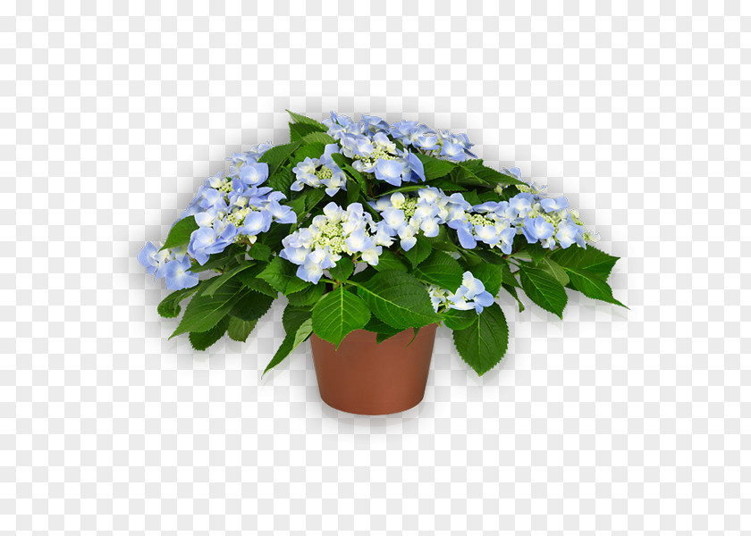 Hydrangea Blue Violet Lilac Plant PNG